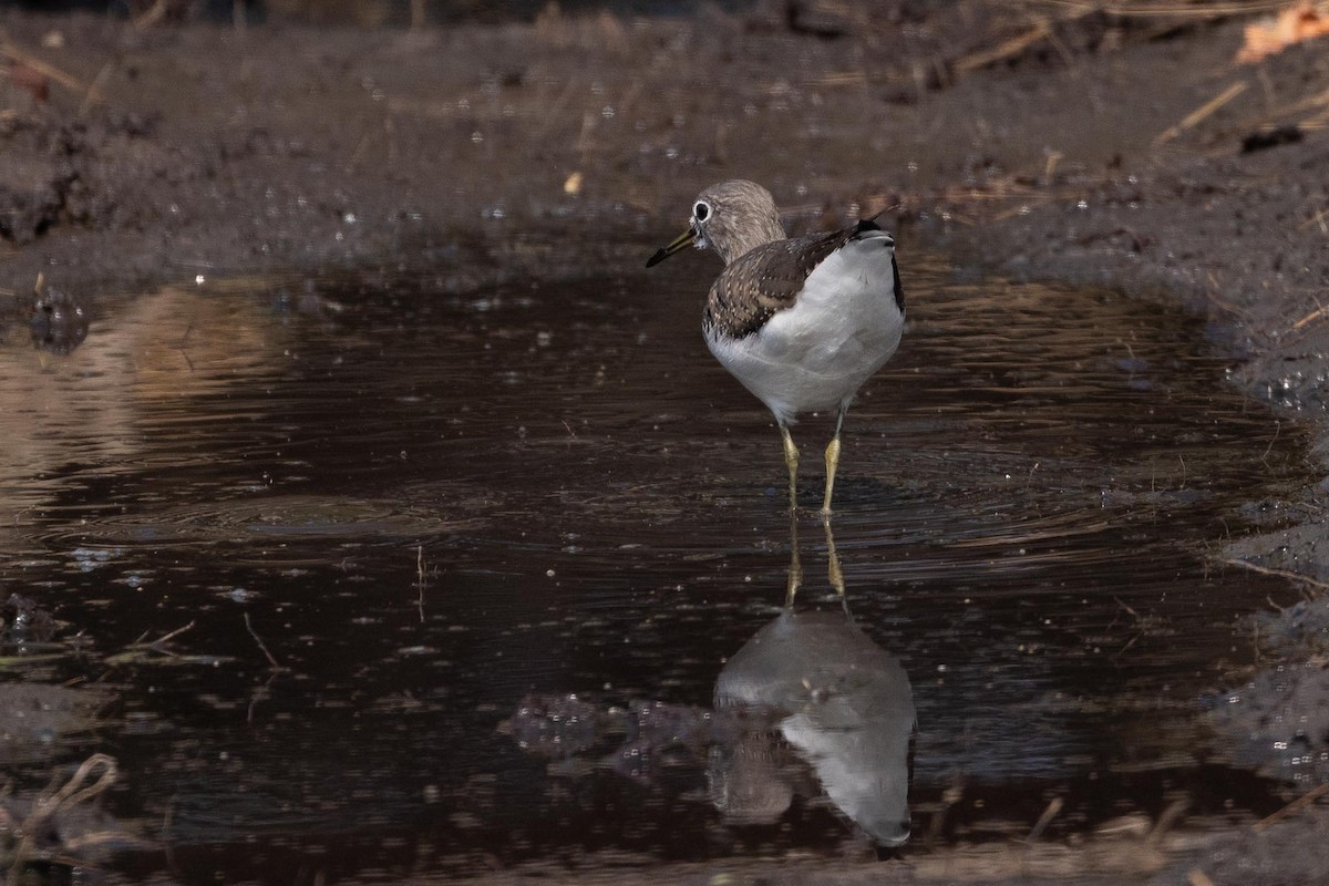 タカブシギ - ML647489475