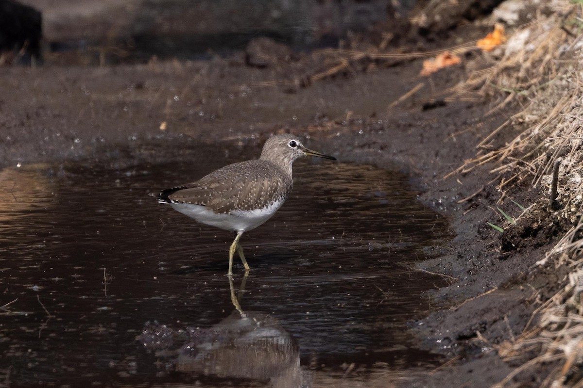 タカブシギ - ML647489476