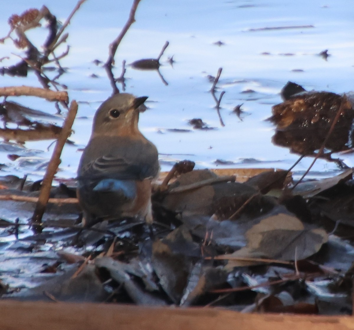 ルリツグミ - ML647489477