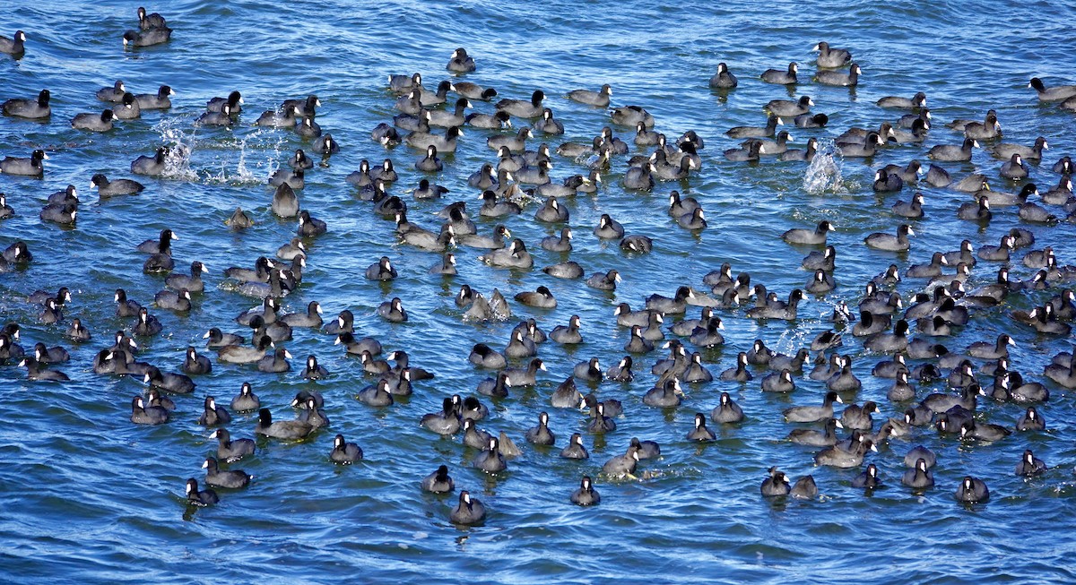 Focha Americana - ML647489480