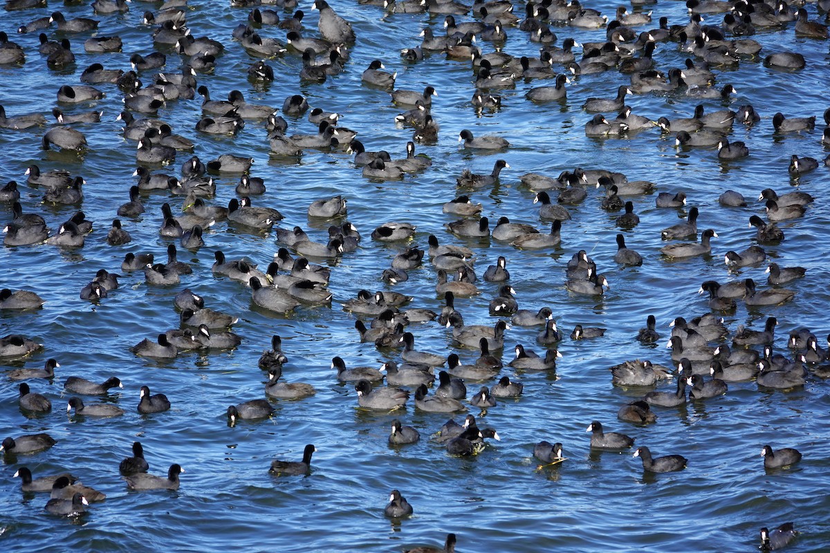 Focha Americana - ML647489481