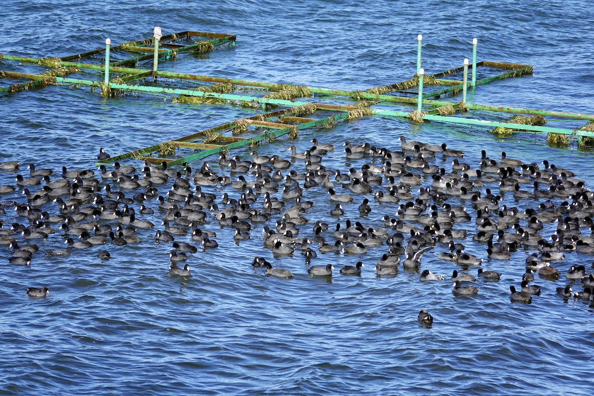 Focha Americana - ML647489482