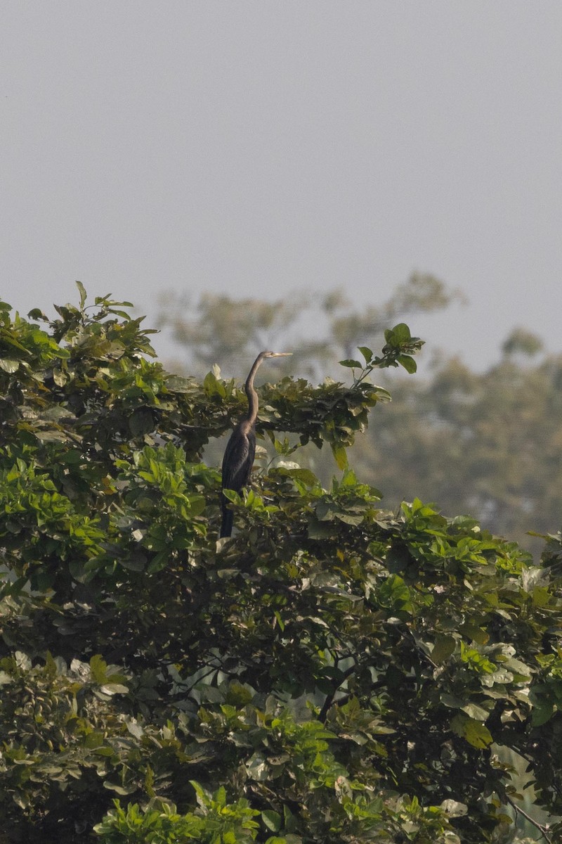 Doğu Yılanboyunu - ML647489493