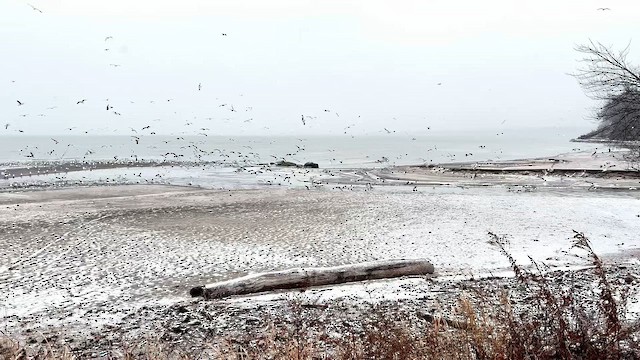 racek kroužkozobý - ML647489508