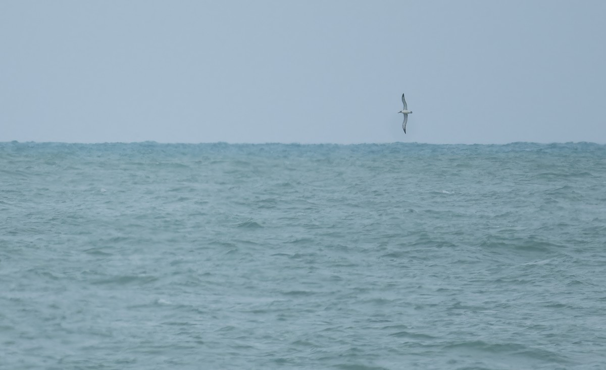 Salvin's Albatross - ML647489517