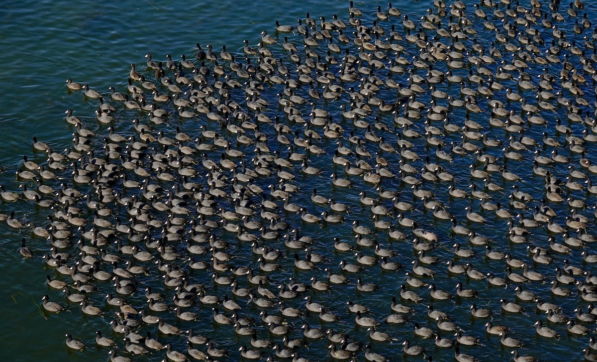 Focha Americana - ML647489518