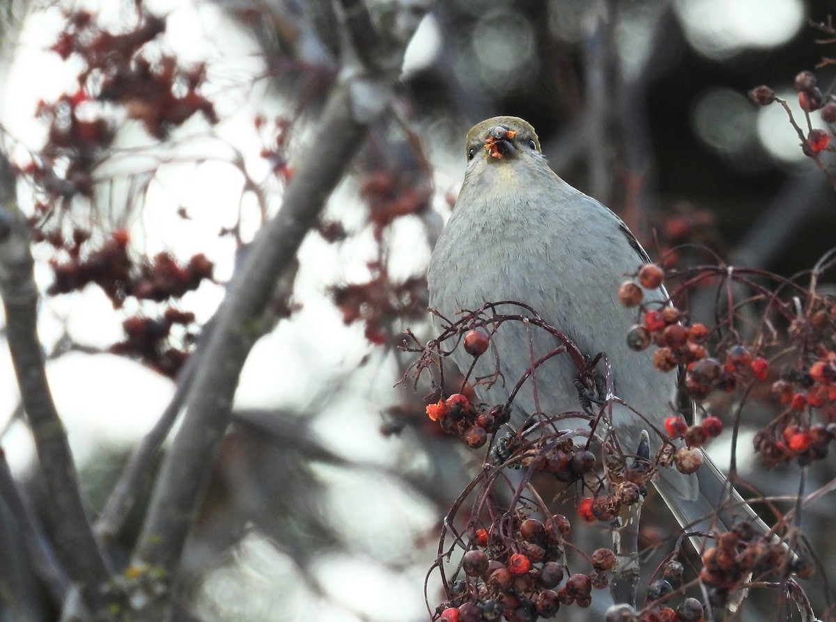 Hakengimpel - ML647489519