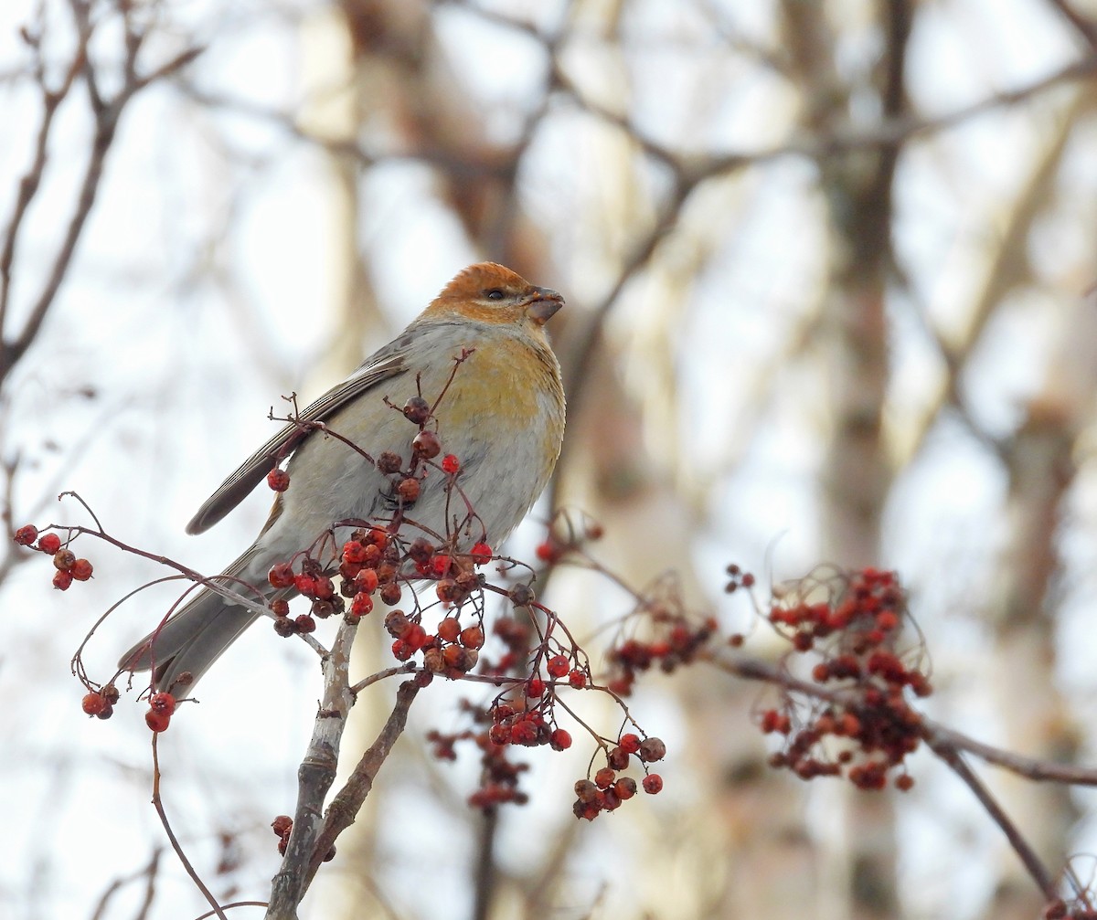 Hakengimpel - ML647489520