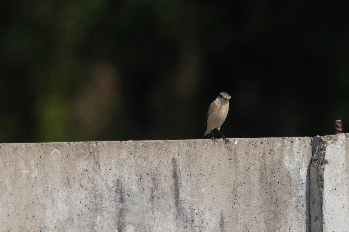 bramborníček sibiřský - ML647489528