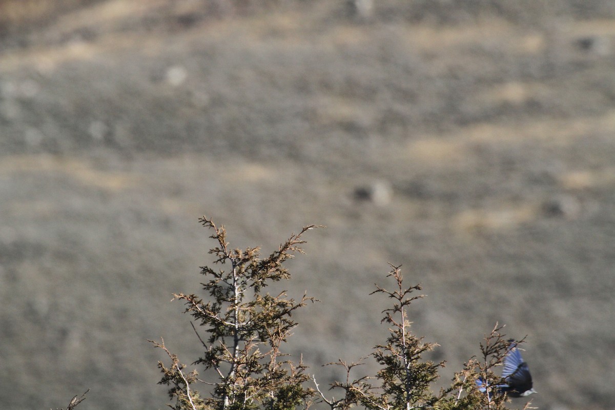 Berghüttensänger - ML647489539