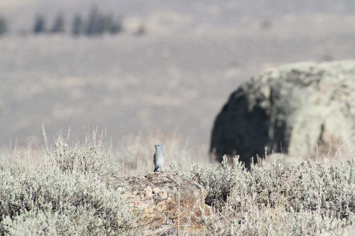 Berghüttensänger - ML647489542