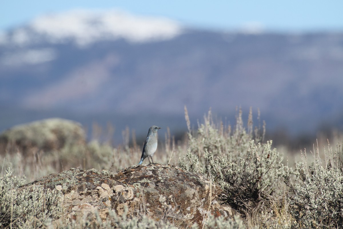 Berghüttensänger - ML647489543