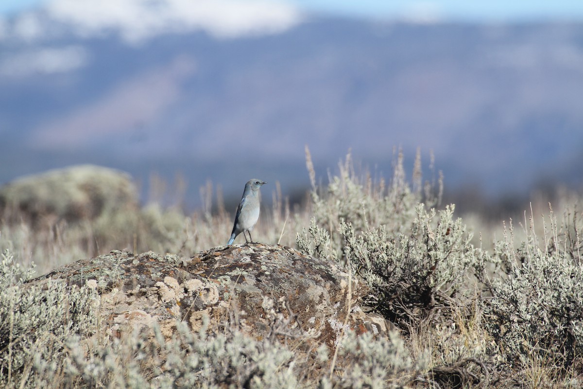 Berghüttensänger - ML647489544