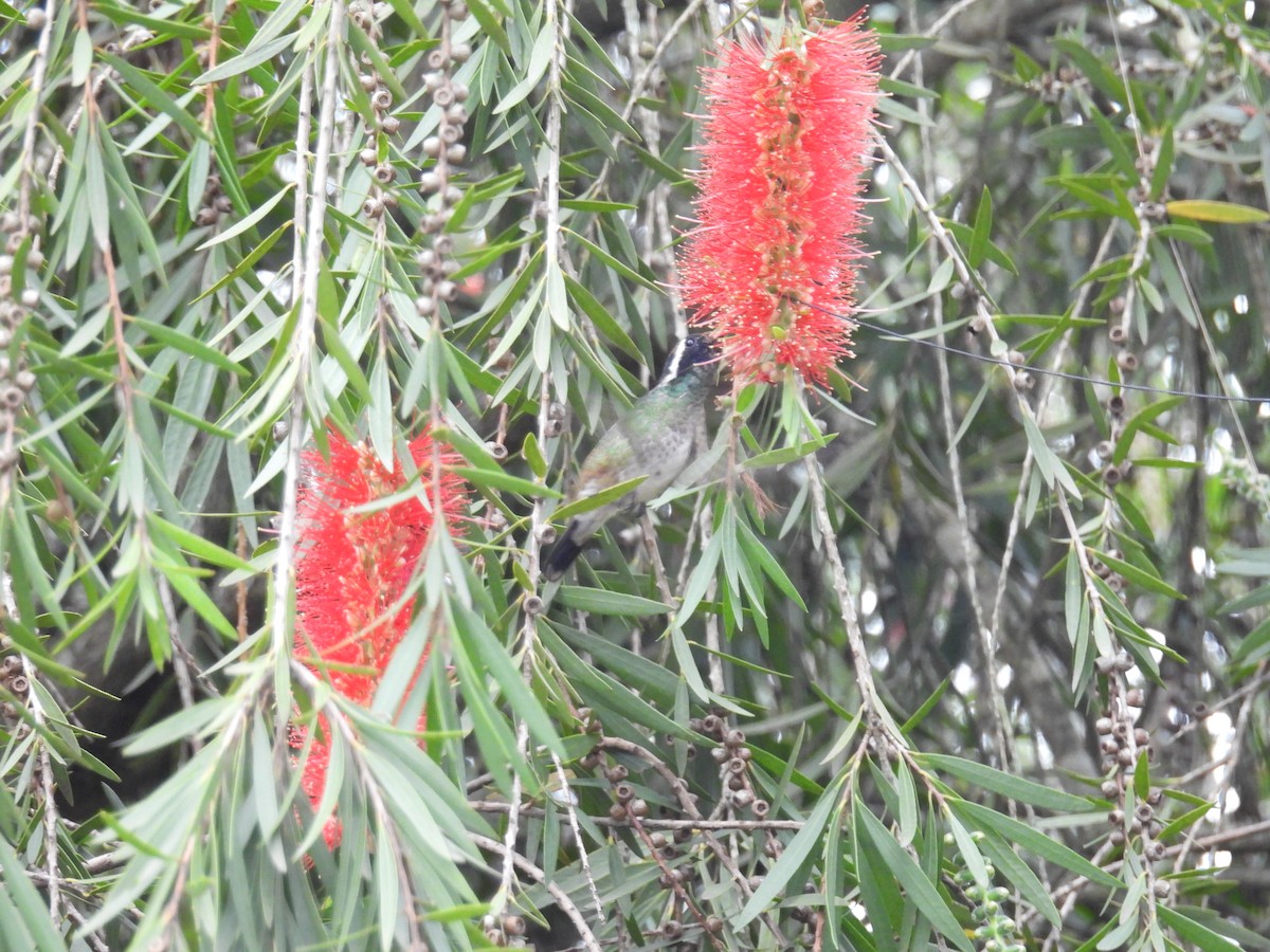 Purpurstirn-Saphirkolibri - ML647489555