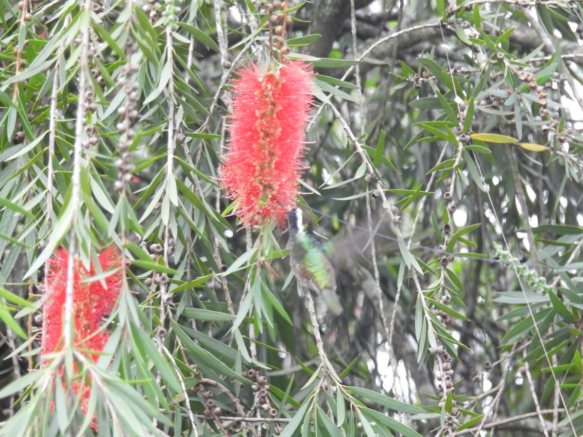 Purpurstirn-Saphirkolibri - ML647489556