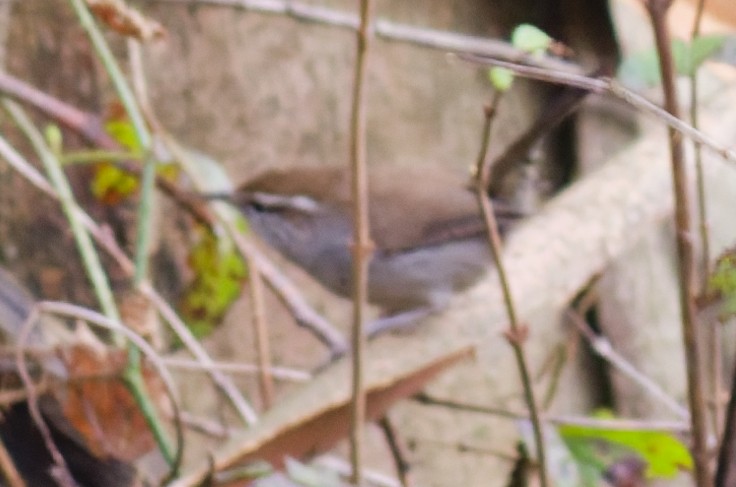 Troglodyte de Bewick - ML647489557