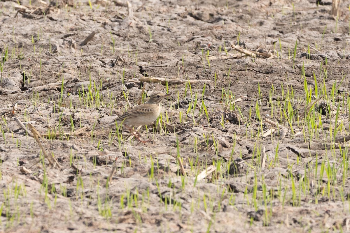 Orientspornpieper - ML647489558