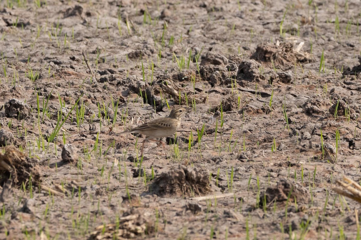 Orientspornpieper - ML647489559