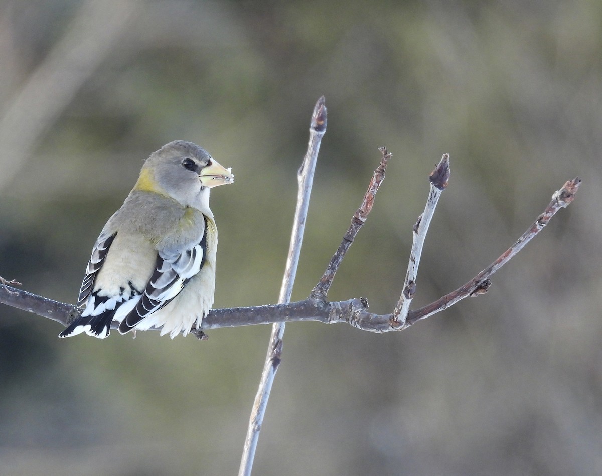 Abendkernbeißer - ML647489564