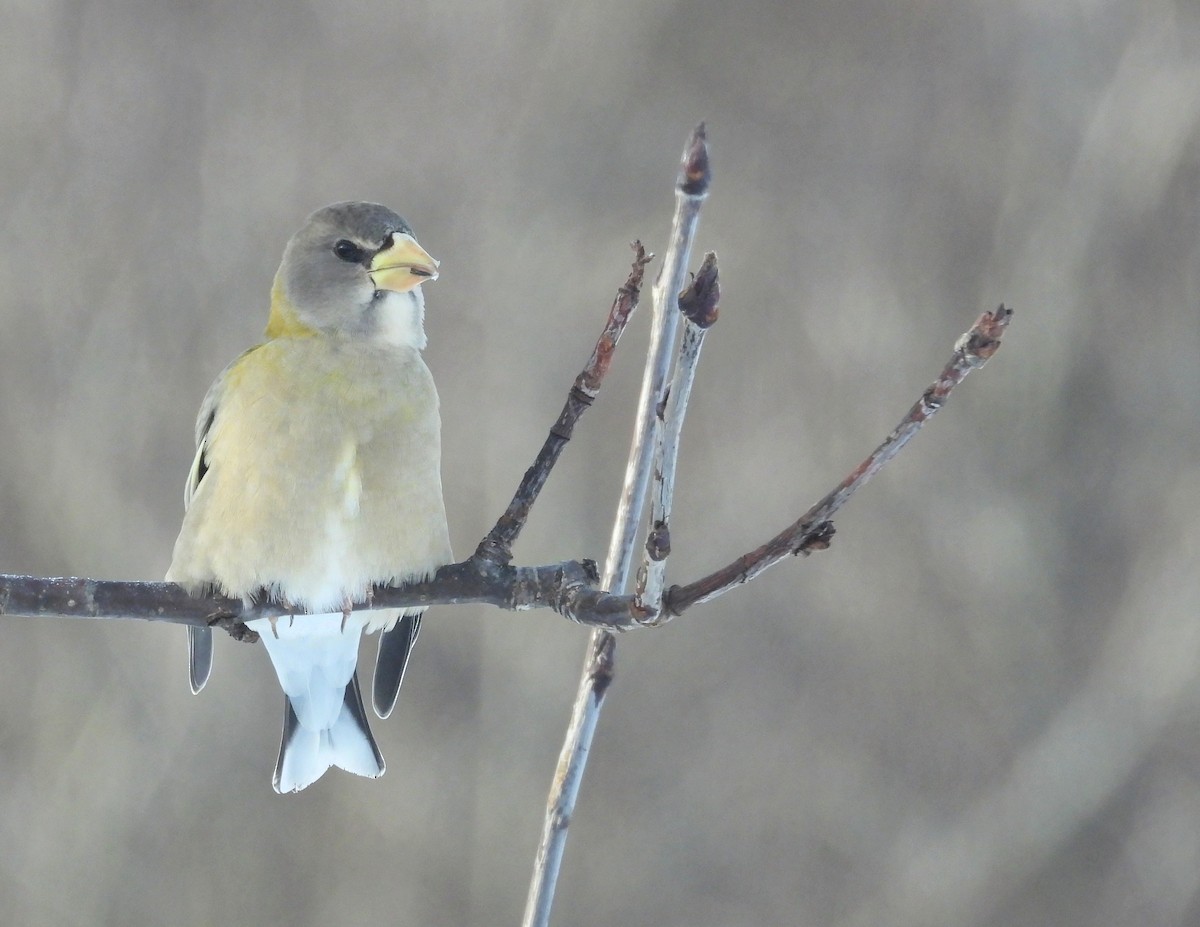 Abendkernbeißer - ML647489565