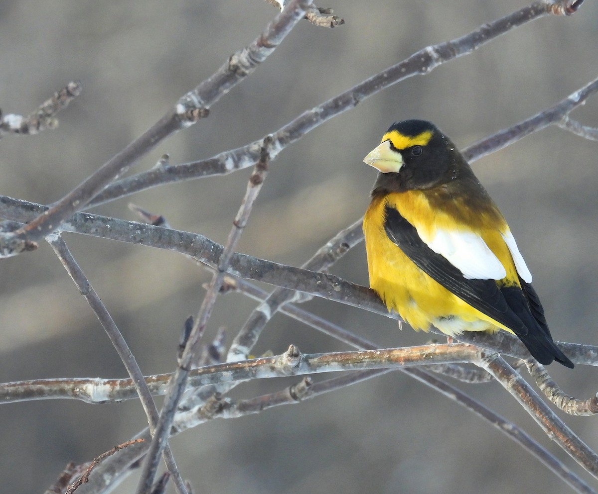 Abendkernbeißer - ML647489566