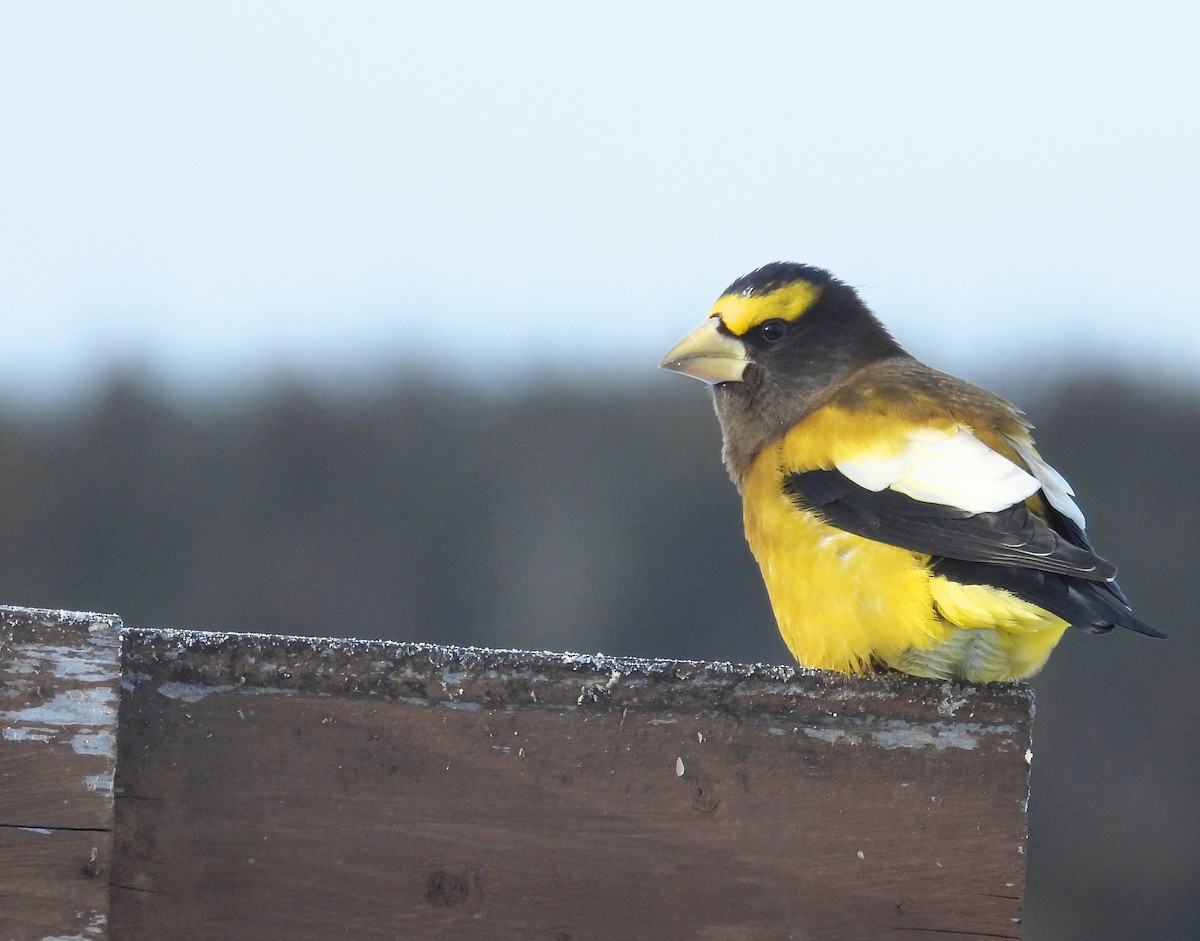 Abendkernbeißer - ML647489567