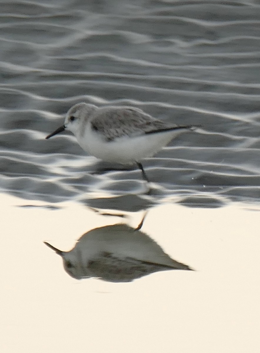 Sanderling - ML647489569