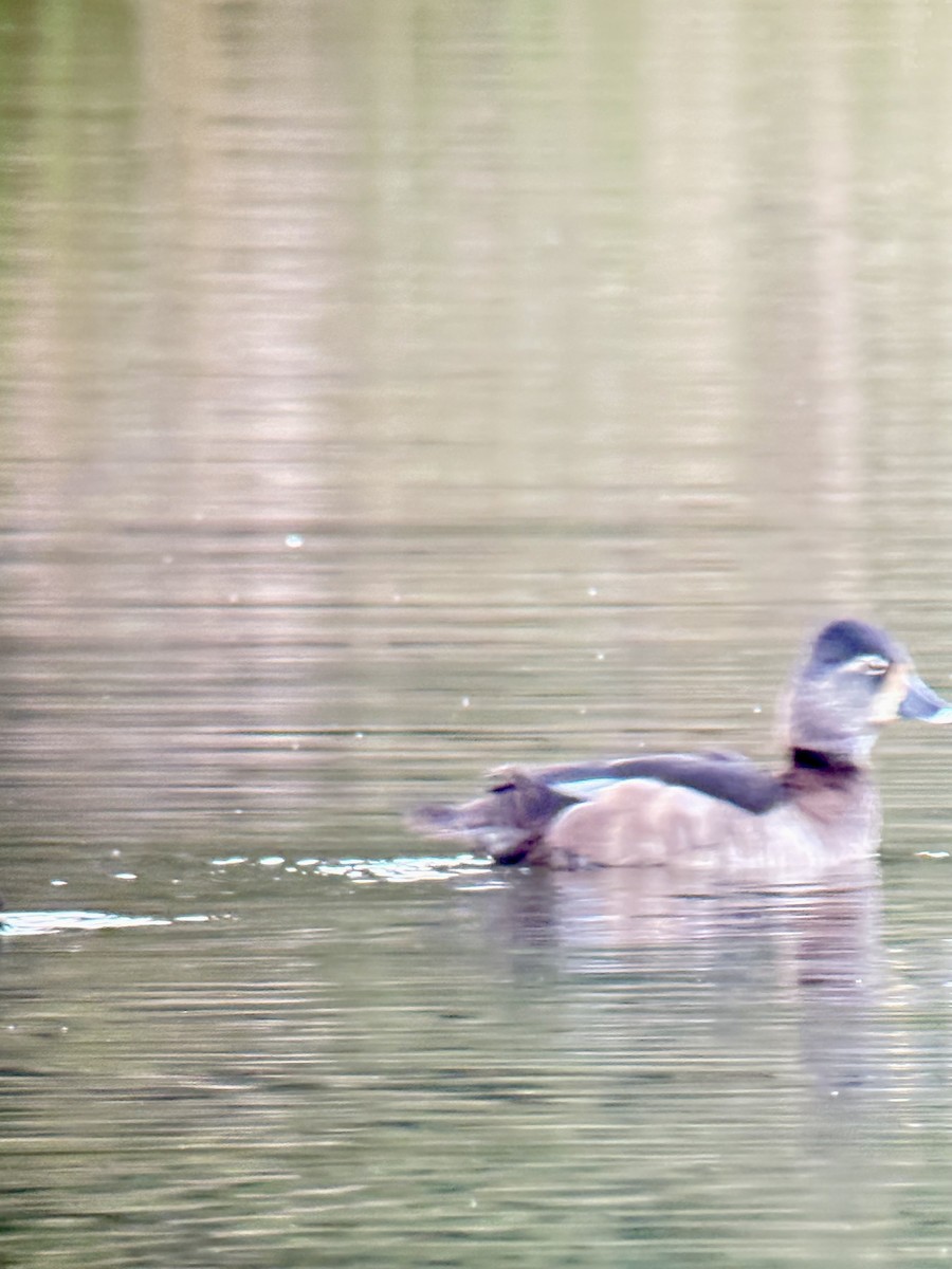 Ringschnabelente - ML647489573