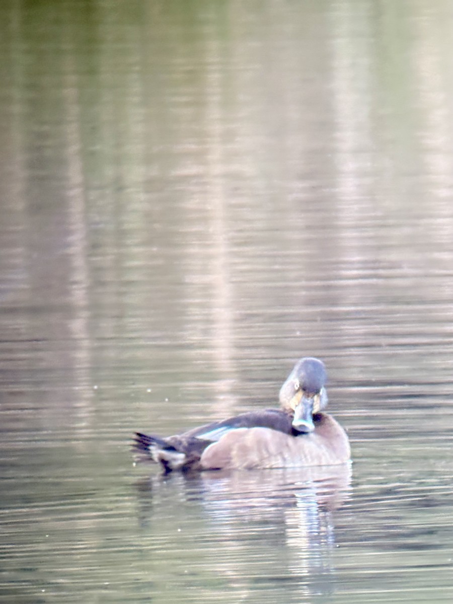 Ringschnabelente - ML647489574