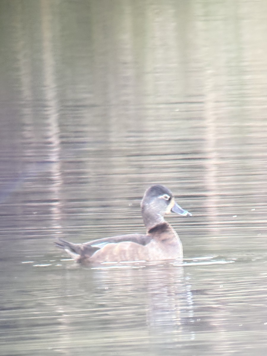 Ringschnabelente - ML647489575