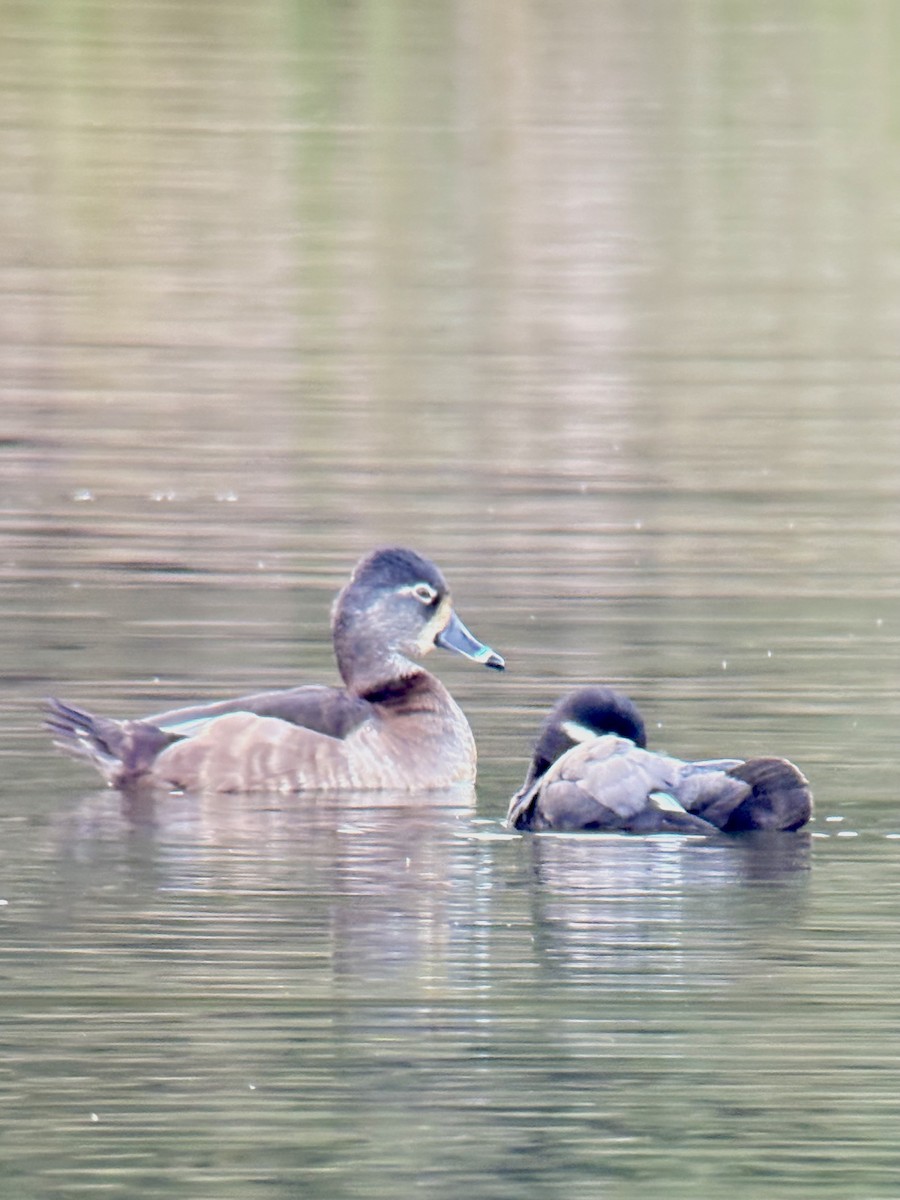 Ringschnabelente - ML647489576