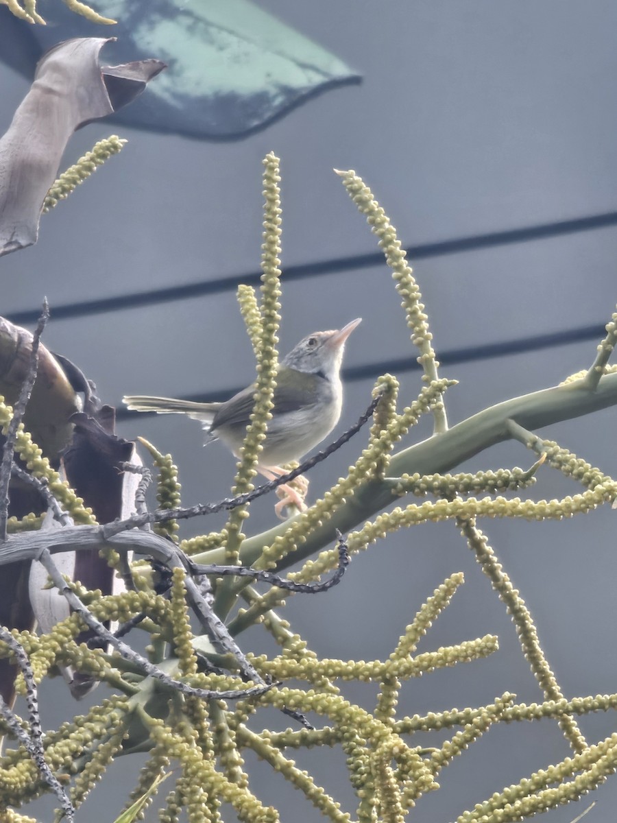 Rotstirn-Schneidervogel - ML647489577