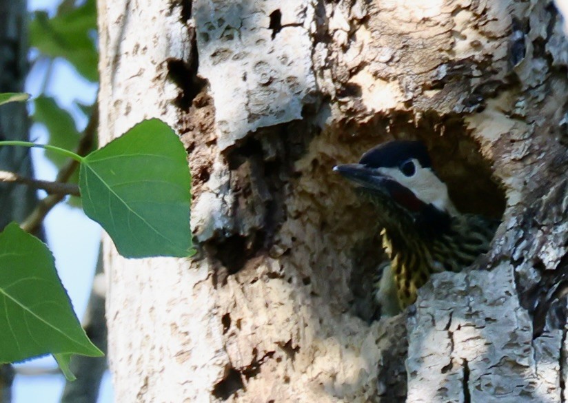 Grünbindenspecht - ML647489578