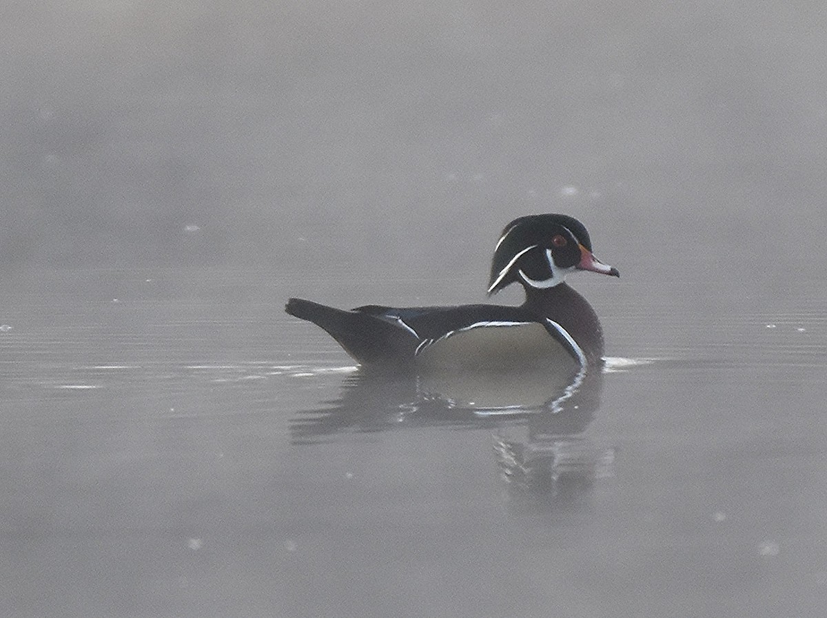 Brautente - ML647489579