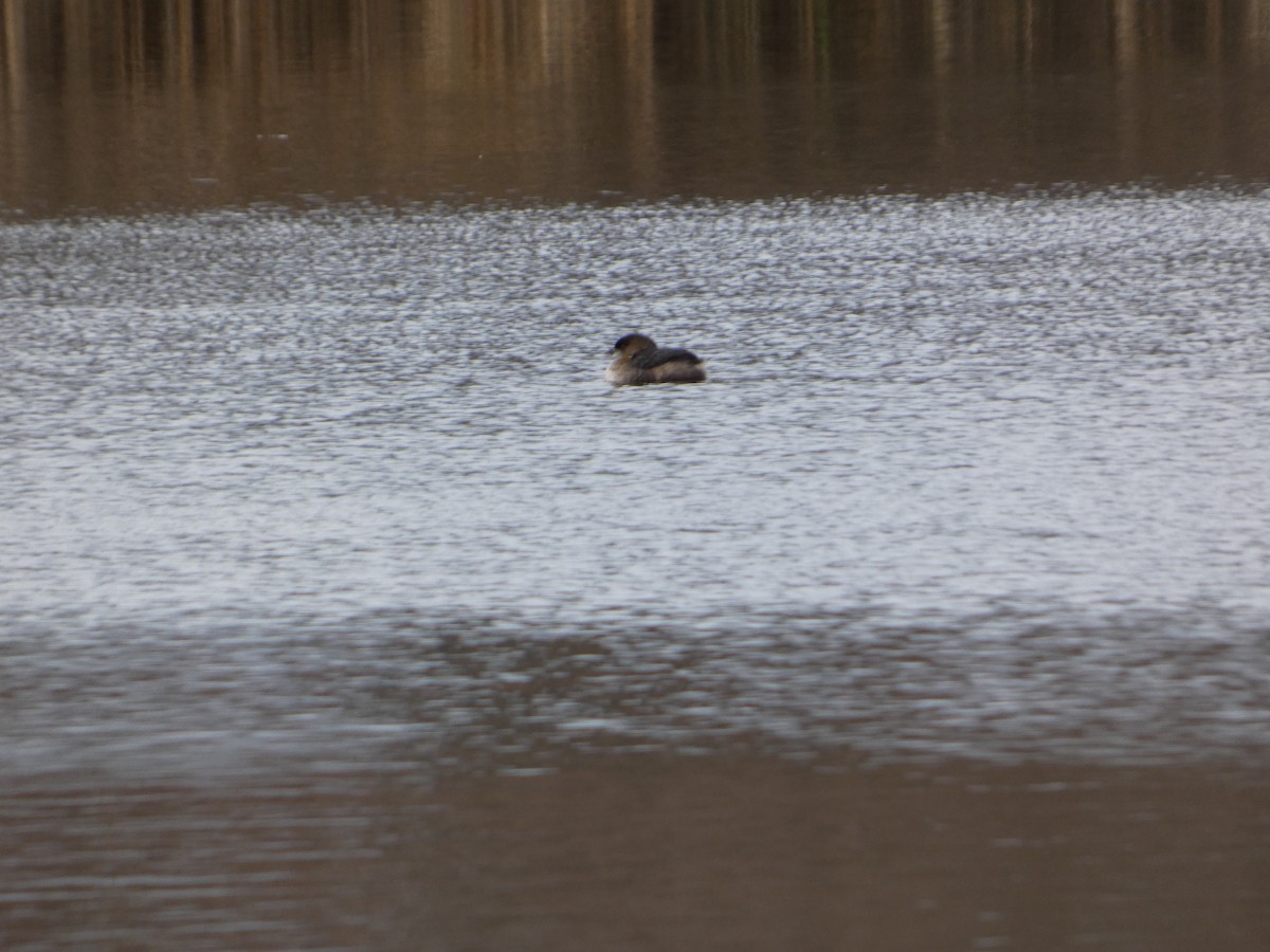 Bindentaucher - ML647489580