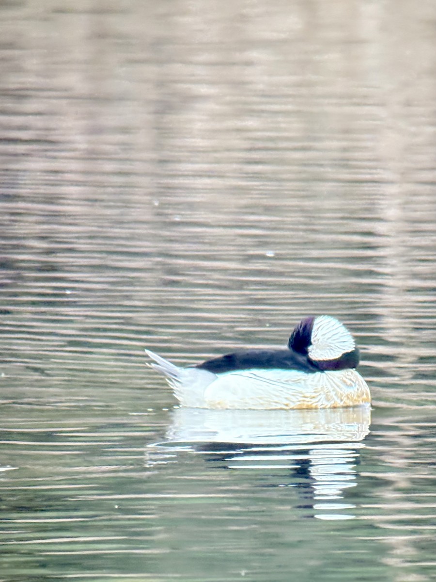 Büffelkopfente - ML647489581