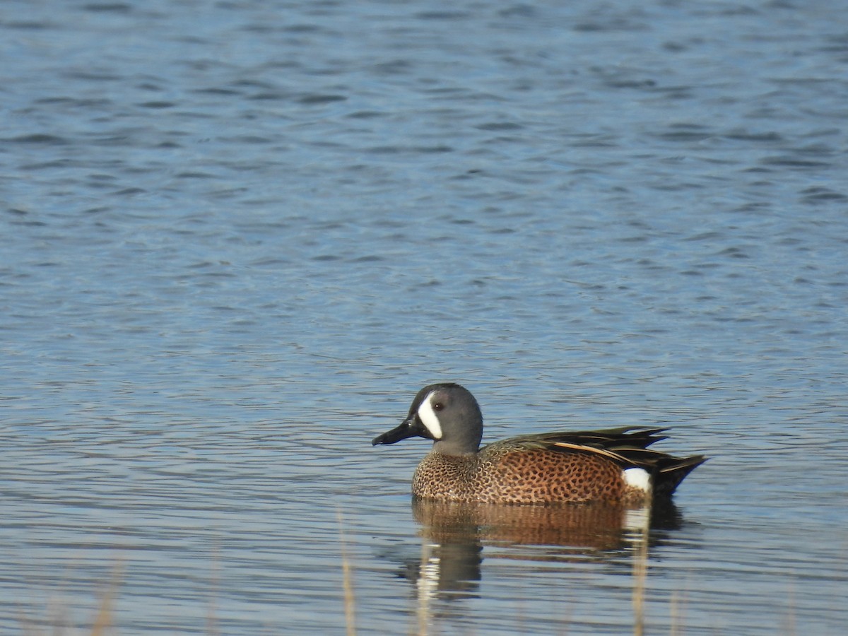 Blauflügelente - ML647489582