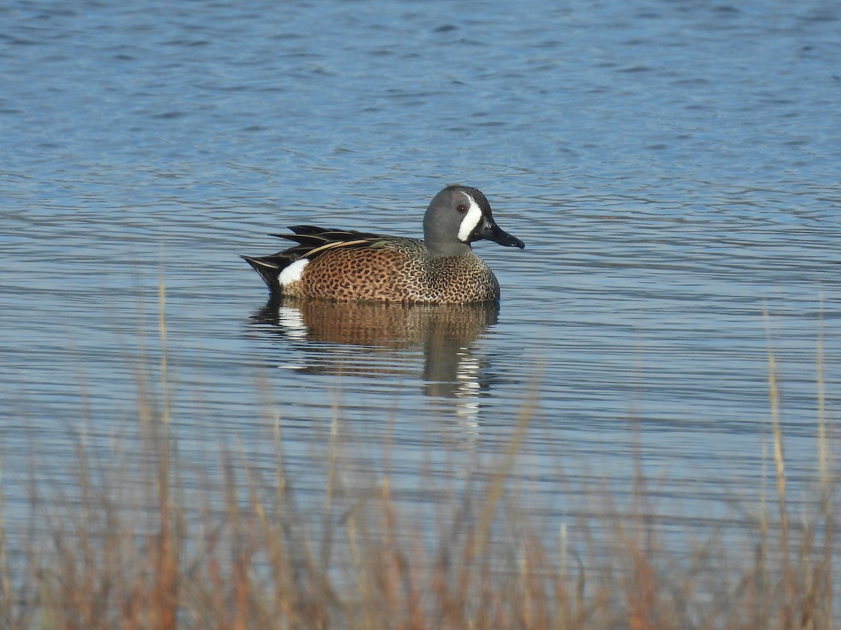 Blauflügelente - ML647489583