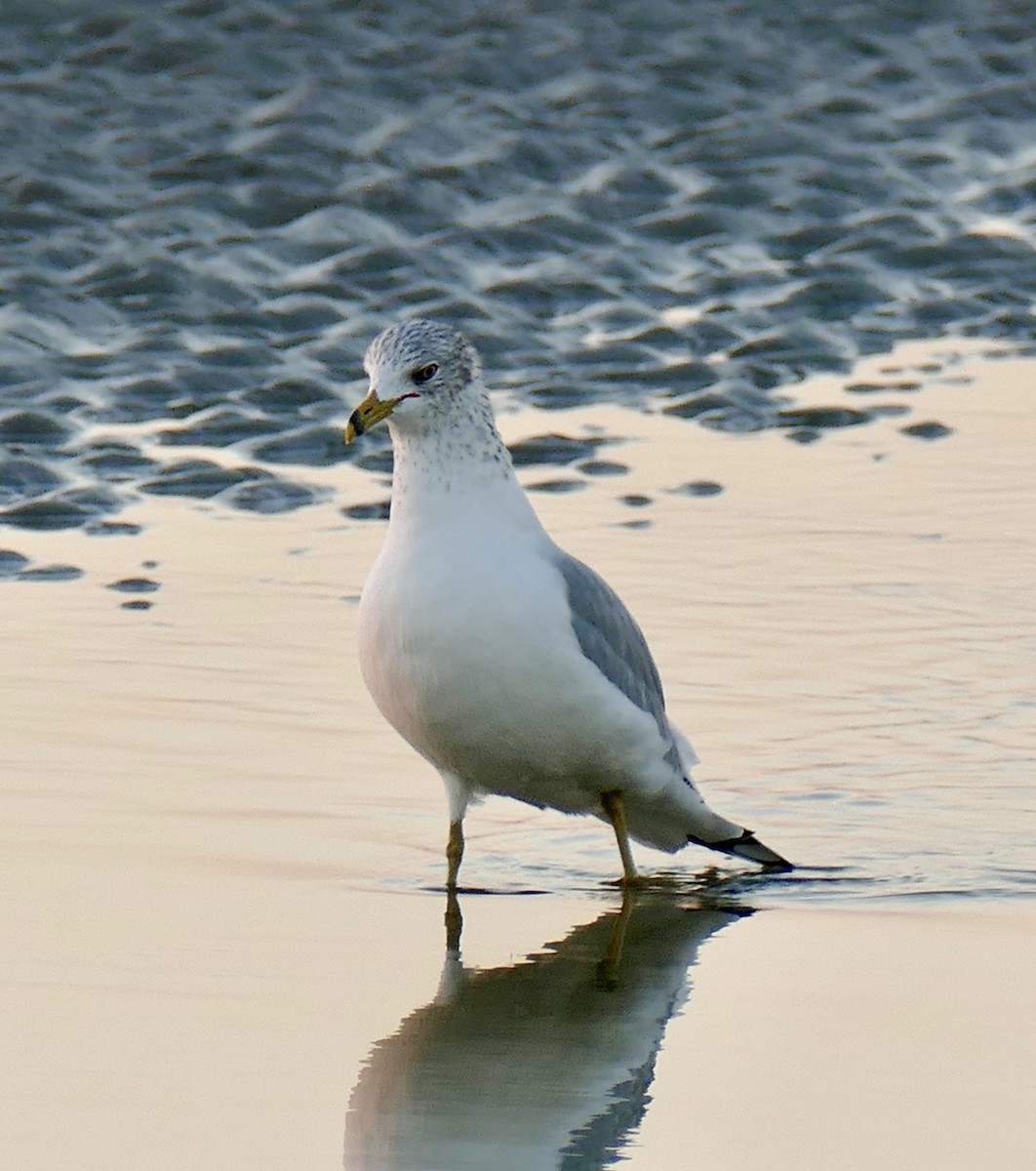 Ringschnabelmöwe - ML647489584