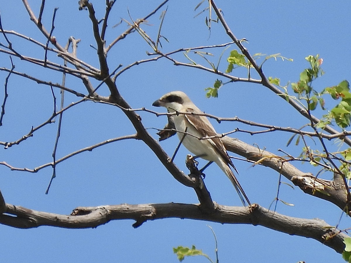 Schwarzstirnwürger - ML647489585