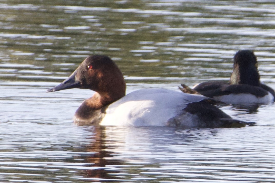 Riesentafelente - ML647489586