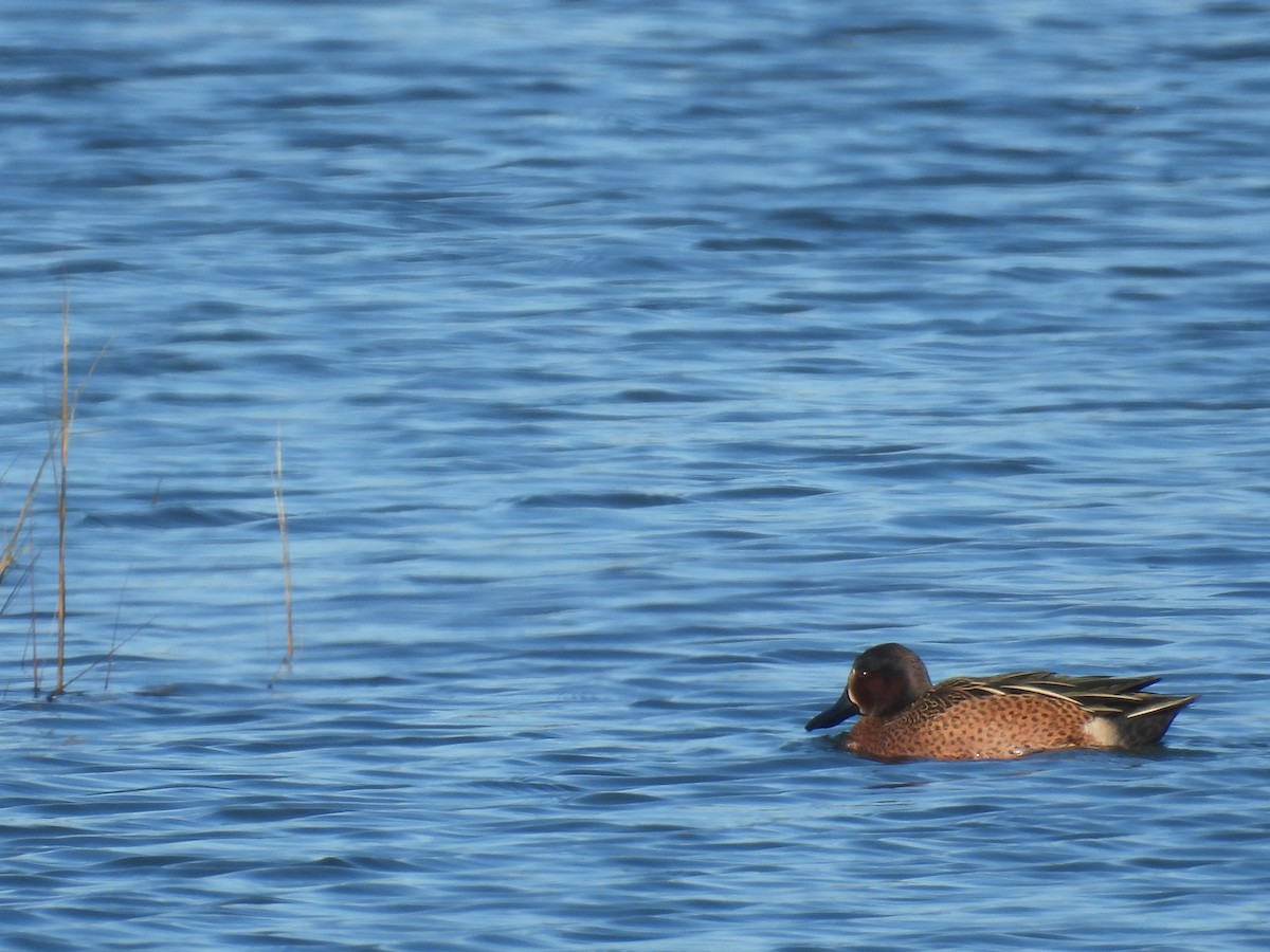 Blue-winged x Cinnamon Teal (hybrid) - ML647489587