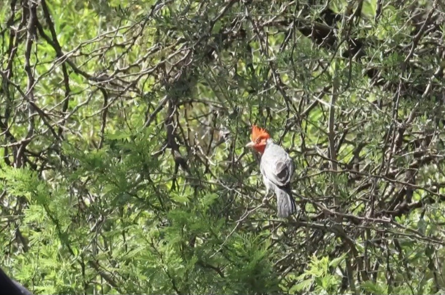 Rotschopftangare - ML647489588