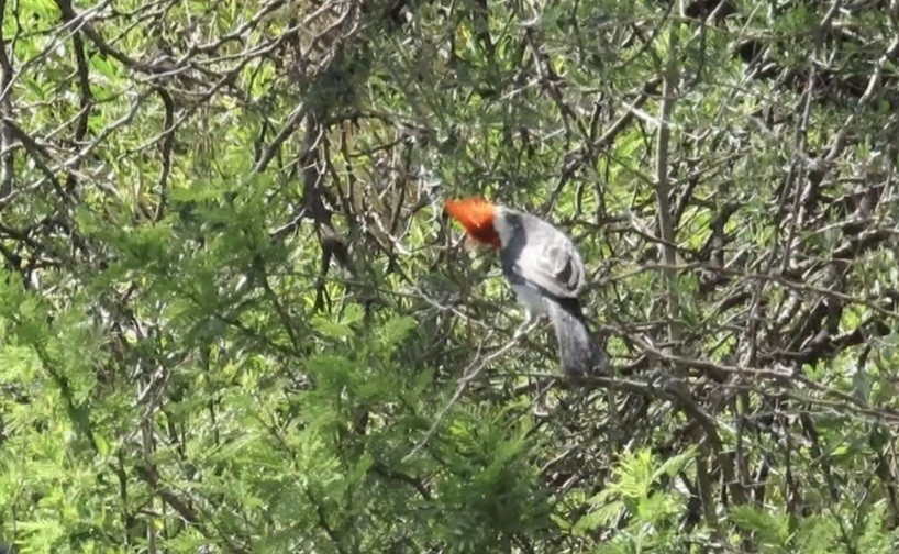 Rotschopftangare - ML647489589