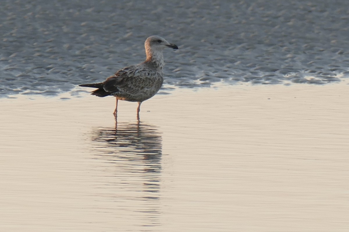 Kanadamöwe - ML647489591