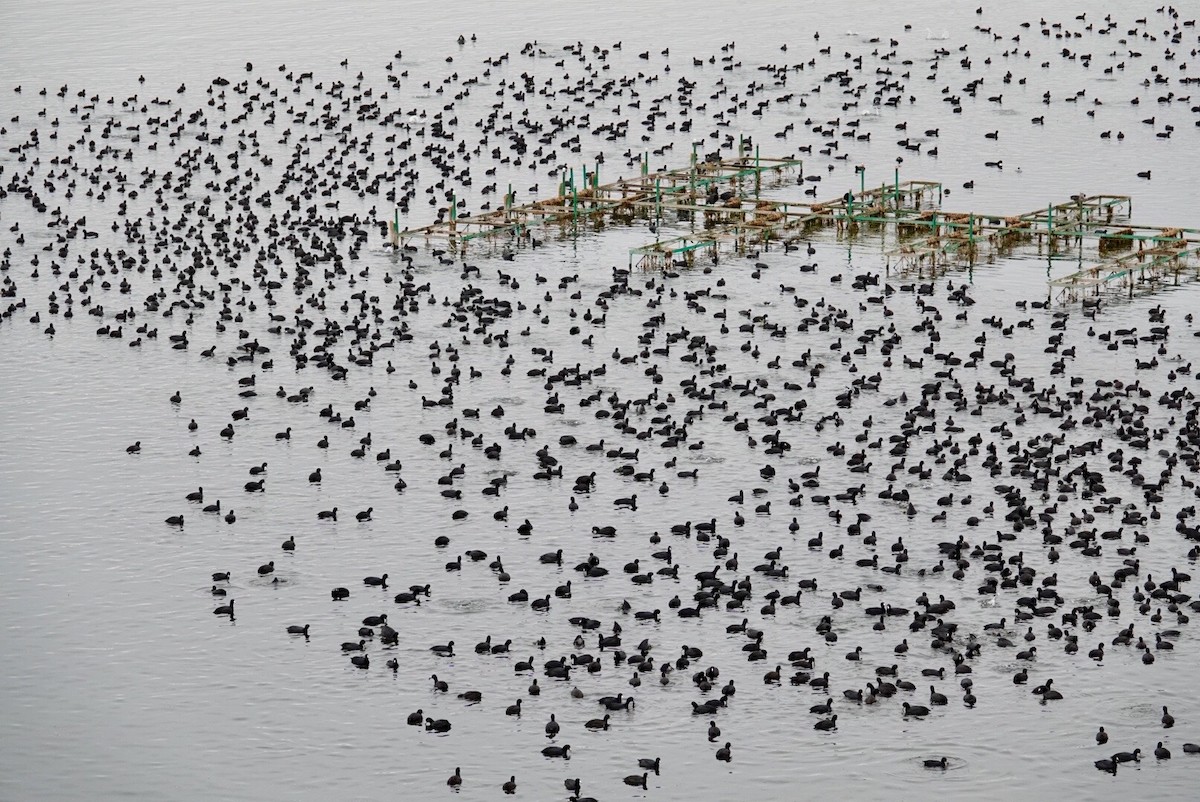 Focha Americana - ML647489593