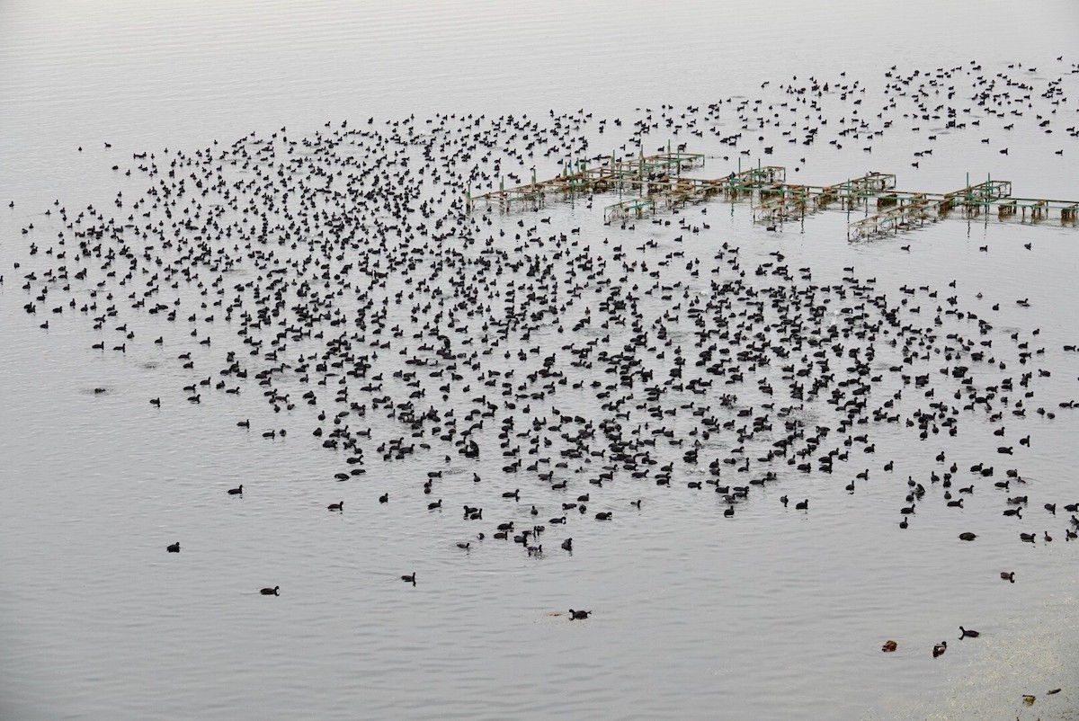 Focha Americana - ML647489594