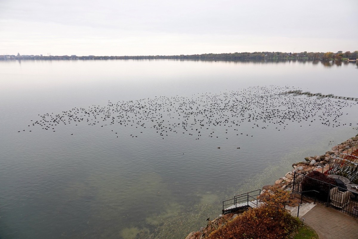 Focha Americana - ML647489595