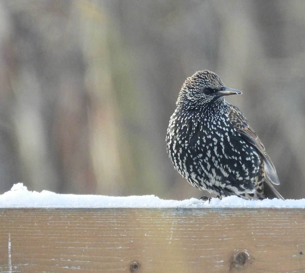 European Starling - ML647489596