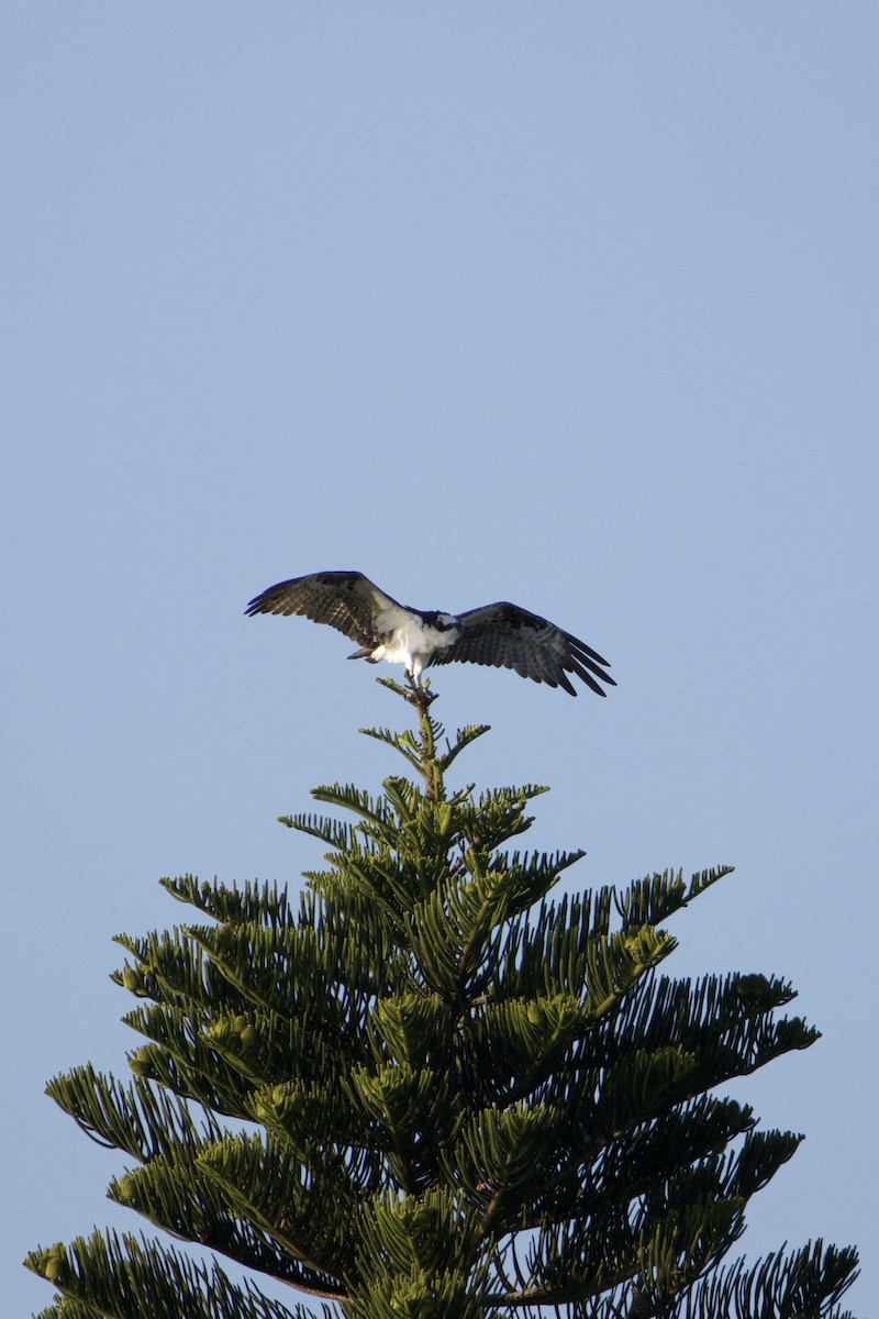 Скопа західна - ML647489600